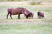 Pilanesberg National Park - Facoceri (Phacochoerus africanus)